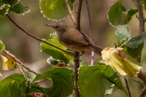 Cape Verde Swamp Warbler