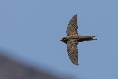 Cape Verde Swift