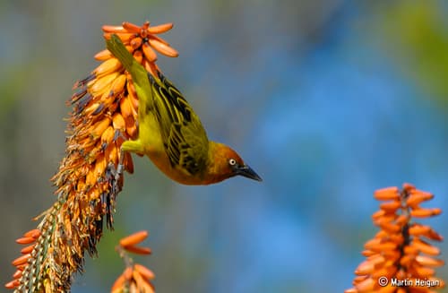 Cape Weaver