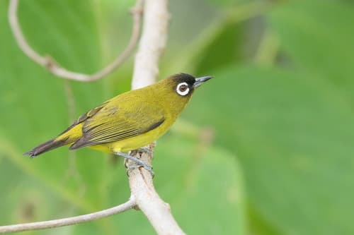 Capped White-eye