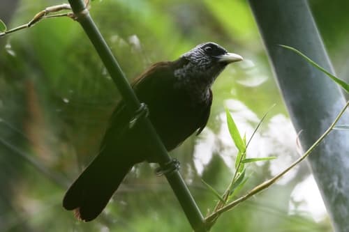 Capuchin Babbler