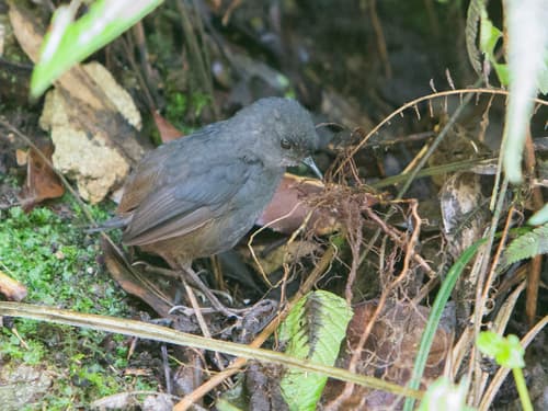 Caracas Tapaculo