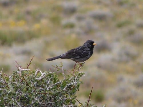 Carbonated Sierra-Finch