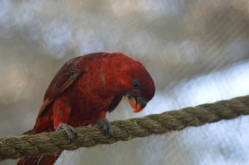 Cardinal Lory