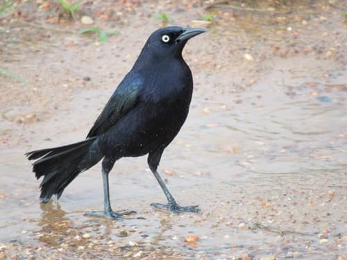 Carib Grackle