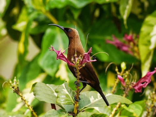 Carmelite Sunbird