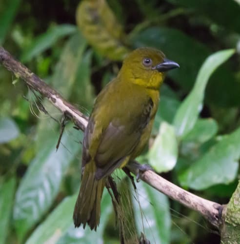 Carmiol's Tanager