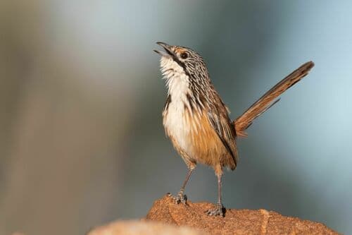 Carpentarian Grasswren