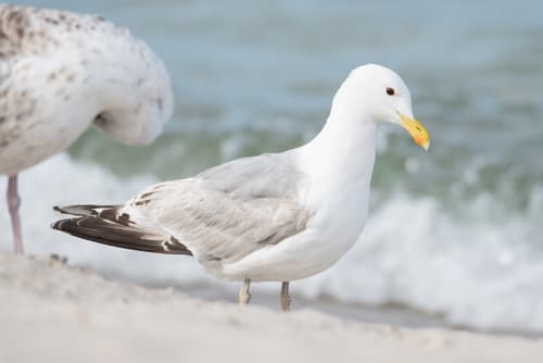 Caspian Gull