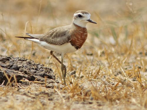 Caspian Plover
