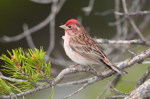 Cassin's Finch