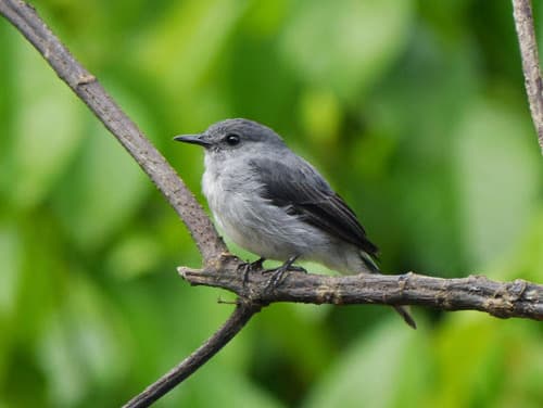 Cassin's Flycatcher