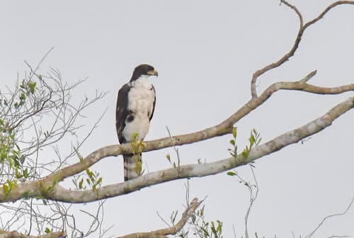 Cassin's Hawk-Eagle
