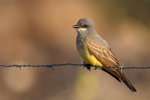 Cassin's Kingbird