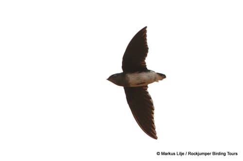 Cassin's Spinetail