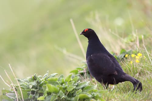 Caucasian Grouse