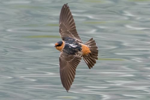 Cave Swallow