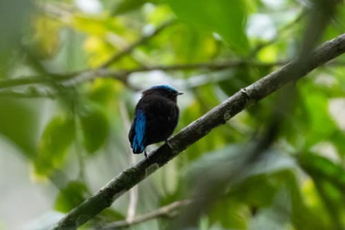 Cerulean-capped Manakin