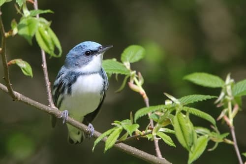 Cerulean Warbler