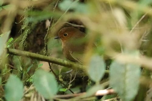 Chachapoyas Antpitta