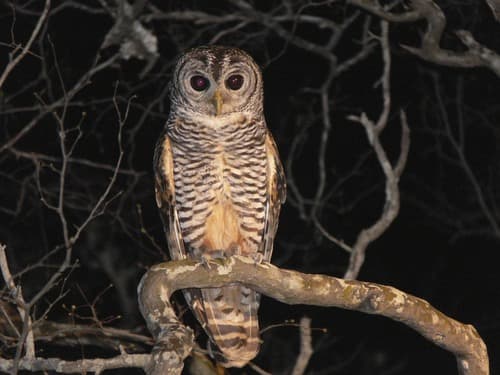 Chaco Owl
