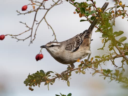 Chalk-browed Mockingbird