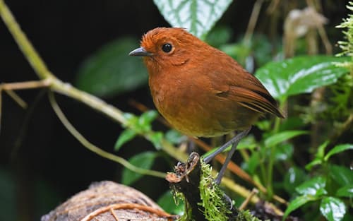 Chami Antpitta