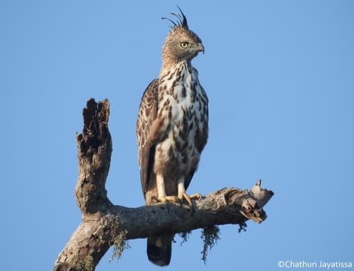 Changeable Hawk-Eagle