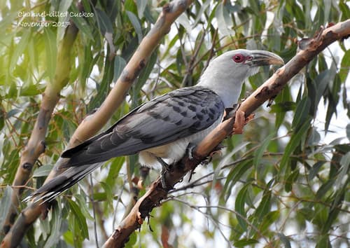 Channel-billed Cuckoo