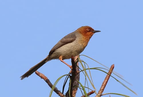 Chapin's Apalis
