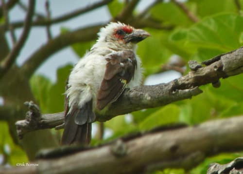 Chaplin's Barbet