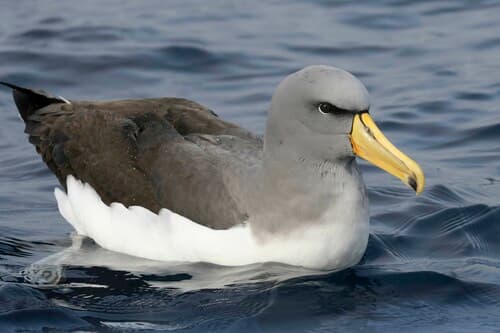 Chatham Albatross