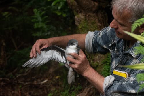 Chatham Islands Petrel