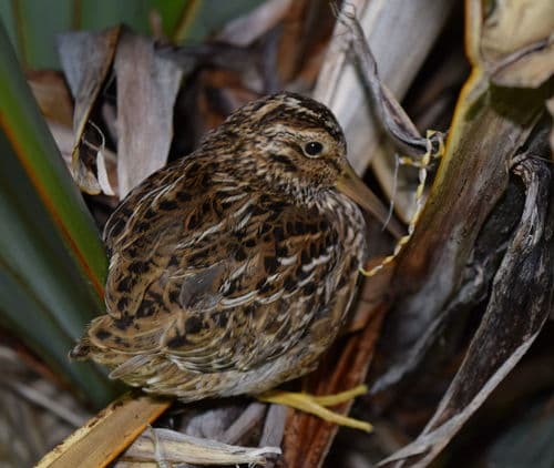 Chatham Snipe