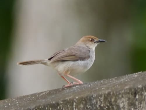 Chattering Cisticola