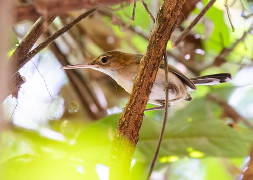 Chattering Gnatwren