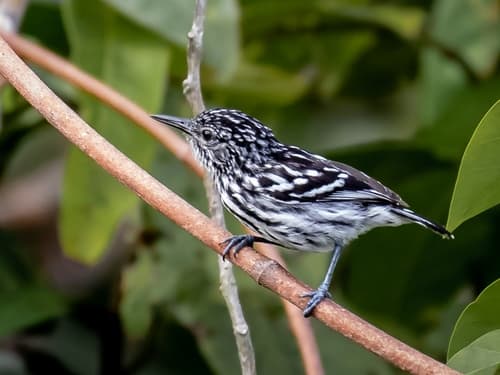 Cherrie's Antwren