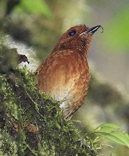 Chestnut Antpitta