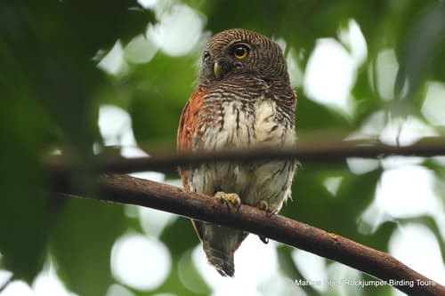Chestnut-backed Owlet