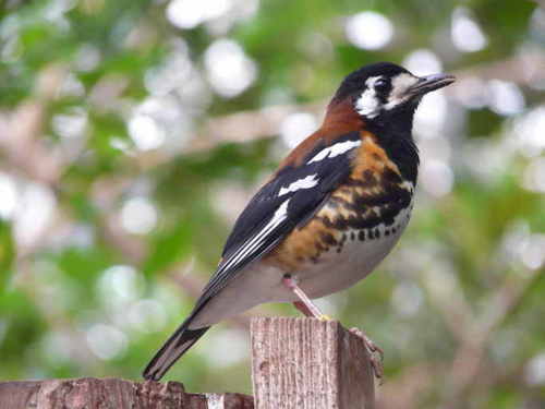 Chestnut-backed Thrush