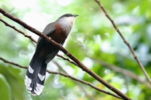 Chestnut-bellied Cuckoo