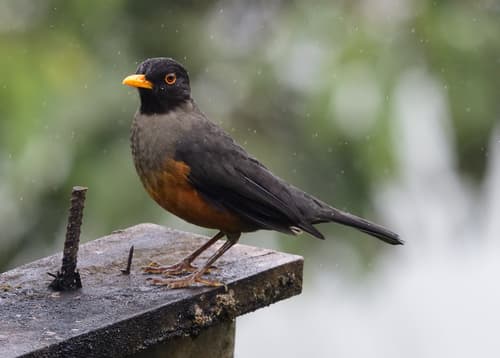 Chestnut-bellied Thrush