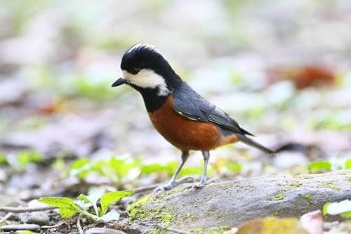 Chestnut-bellied Tit
