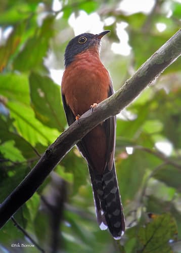 Chestnut-breasted Cuckoo