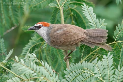 Chestnut-capped Babbler
