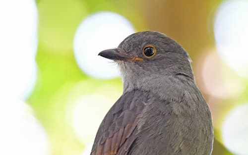 Chestnut-capped Piha