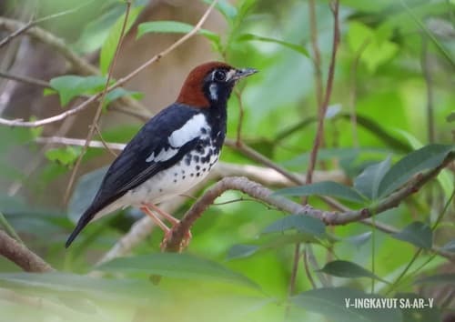 Chestnut-capped Thrush