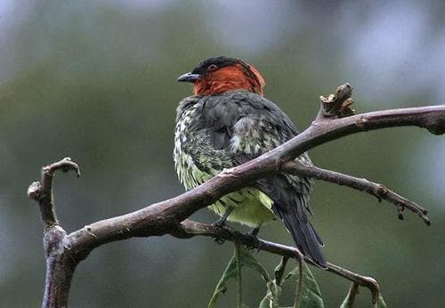 Chestnut-crested Cotinga