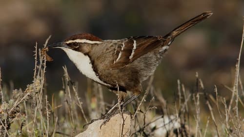 Chestnut-crowned Babbler