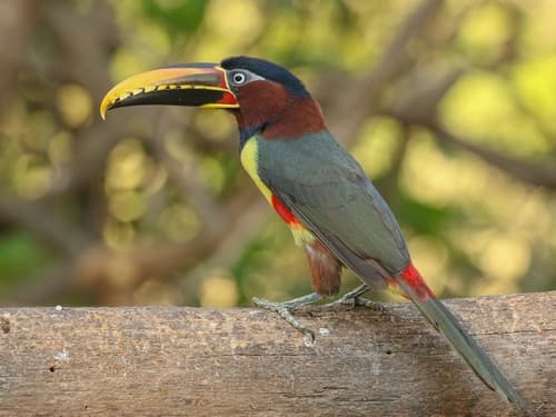 Chestnut-eared Aracari